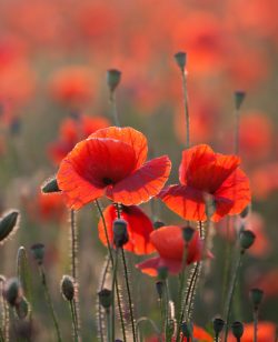 The Post Office Remembrance Fellowship